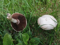 Agaricus