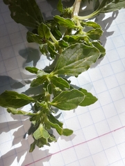 Amaranthus albus