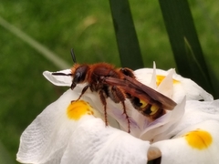 Xanthocampsomeris limosa