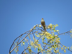 Emberiza hortulana