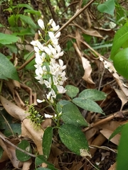 Derris trifoliata