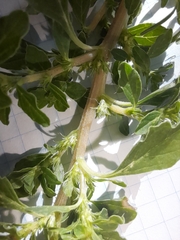Amaranthus albus