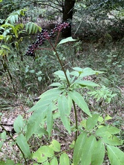 Sambucus ebulus