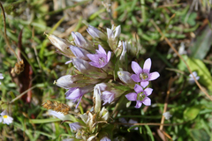 Gentianella ramosa
