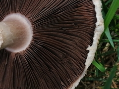 Agaricus