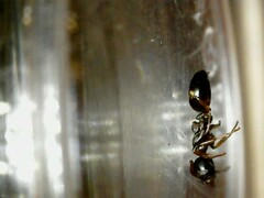 Dolichoderus quadripunctatus