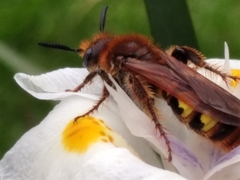 Xanthocampsomeris limosa