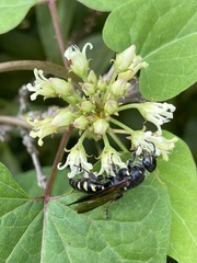 Myzinum obscurum