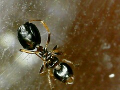 Dolichoderus quadripunctatus