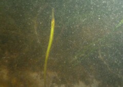 Syngnathus typhle