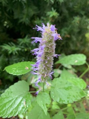Agastache