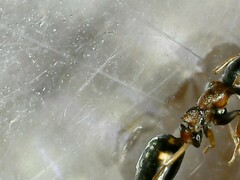 Dolichoderus quadripunctatus