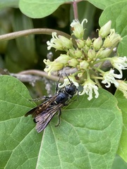 Myzinum obscurum