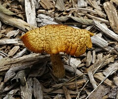 Gymnopilus luteofolius