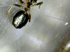 Dolichoderus quadripunctatus