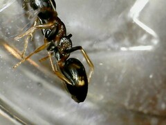 Dolichoderus quadripunctatus