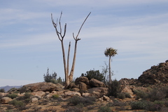 Aloidendron dichotomum