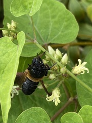 Megachile sculpturalis