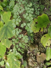 Adiantum erythrochlamys