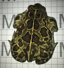 Sclerophrys pantherina