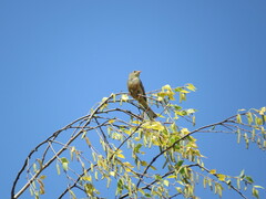 Emberiza hortulana