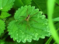 Dolomedes fimbriatus
