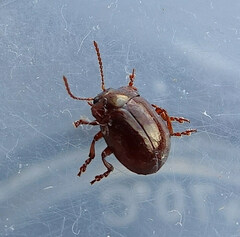 Chrysolina staphylaea