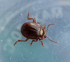 Chrysolina staphylaea