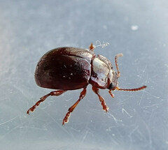 Chrysolina staphylaea