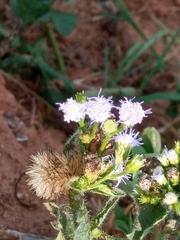 Chromolaena odorata
