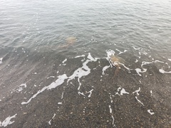 Chrysaora melanaster