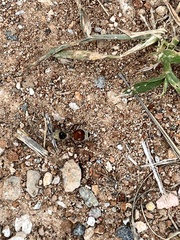 Dasymutilla sicheliana