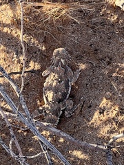 Phrynosoma goodei