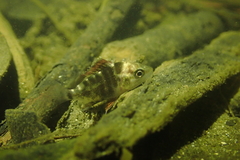 Lutjanus argentimaculatus