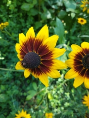 Rudbeckia fulgida
