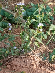 Chromolaena odorata