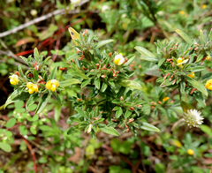 Stylosanthes viscosa