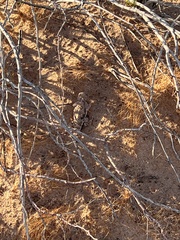 Phrynosoma goodei