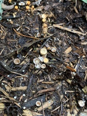 Nidulariaceae