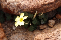 Oxalis obtusa