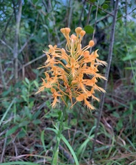 Platanthera ciliaris