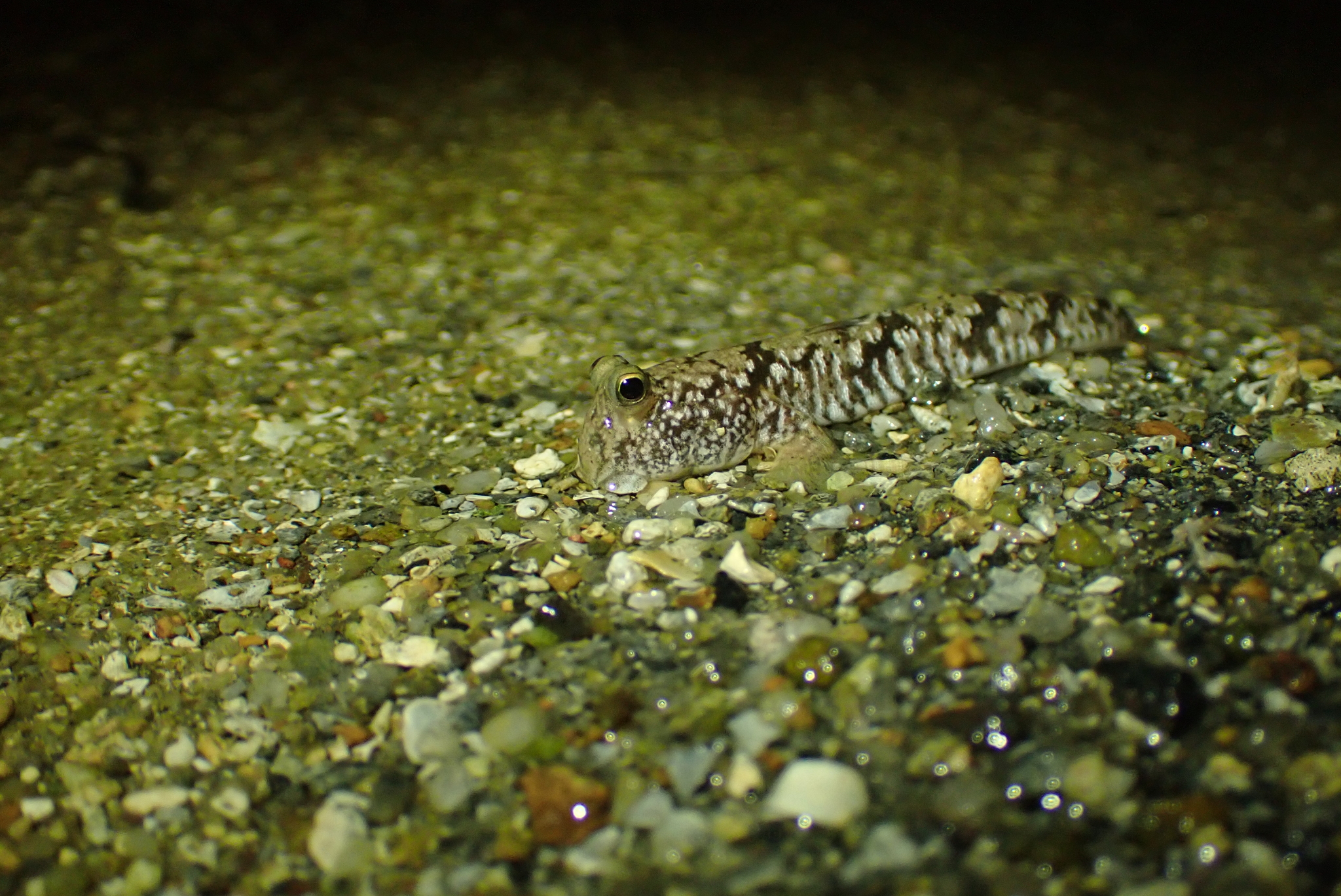 Periophthalmus modestus Cantor, 1842