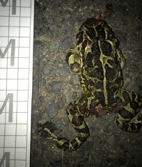 Sclerophrys pantherina