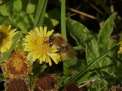 Bombus pascuorum