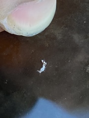 Trinchesia albocrusta