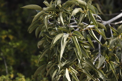 Ficus cordata cordata