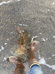 Chrysaora melanaster