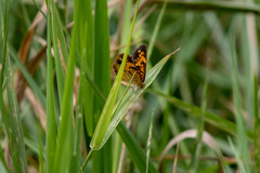Phyciodes tharos