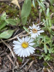 Erigeron glacialis