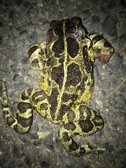 Sclerophrys pantherina